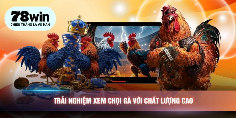 Trải nghiệm xem chọi gà với chất lượng cao